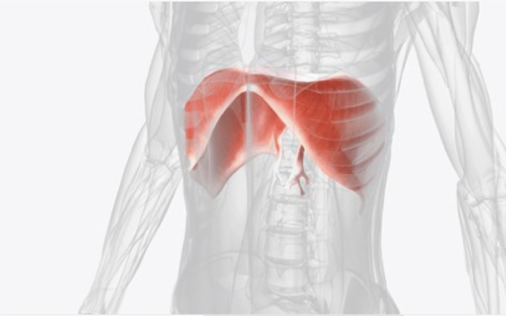 Osteopatia Diaframma: Cura Mal di Schiena e Digestione